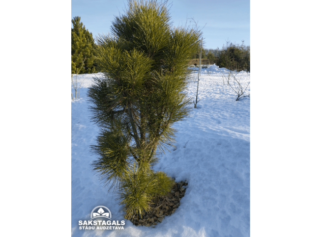 Pinus nigra   'Fastigiata'